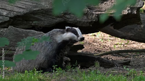 European badger (Meles meles) scratching fur in front of fallen tree trunk in forest in spring / summer