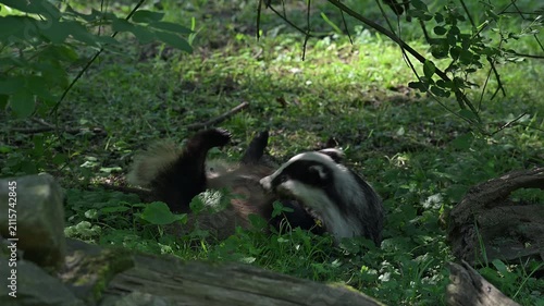 European badger (Meles meles) female lying on its back, scratching fur of belly in grassland at edge of forest in spring / summer