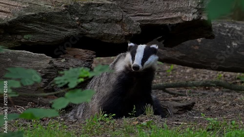 European badger (Meles meles) leaving sett / den under fallen tree trunk in forest in spring / summer