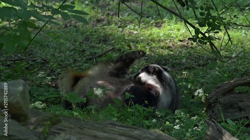 European badger (Meles meles) female lying on its back, scratching genitals in grassland at edge of forest in spring / summer