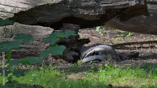 European badger (Meles meles) lying down to sleep in front of sett / den under fallen tree trunk in forest in spring / summer
