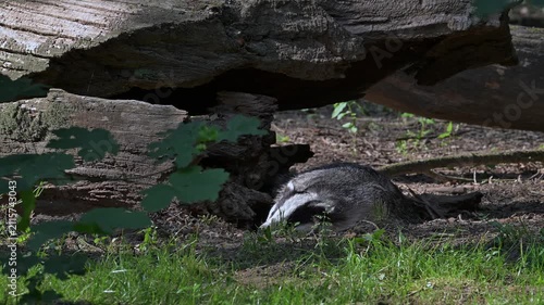 European badger (Meles meles) sleeping and waking up in front of sett / den under fallen tree trunk in forest in spring / summer