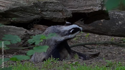 European badger (Meles meles) grooming and scratching fur in front of sett / den under fallen tree trunk in forest in spring / summer