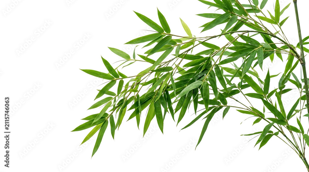 Fototapeta premium Green bamboo leaves isolated on transparent background