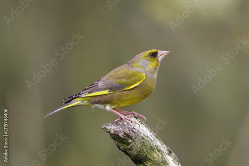 Cuadro en lienzo European Greenfinch (Chloris chloris) perched on a textured old tree branch with