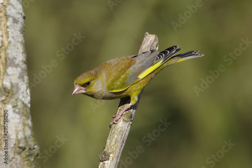 Konstfotografi European Greenfinch (Chloris chloris) perched on a branch, close-up of a vibrant