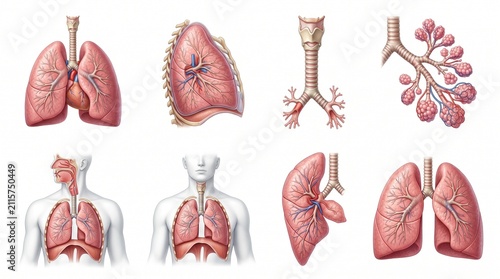 Anatomical illustrations of human lungs and respiratory system