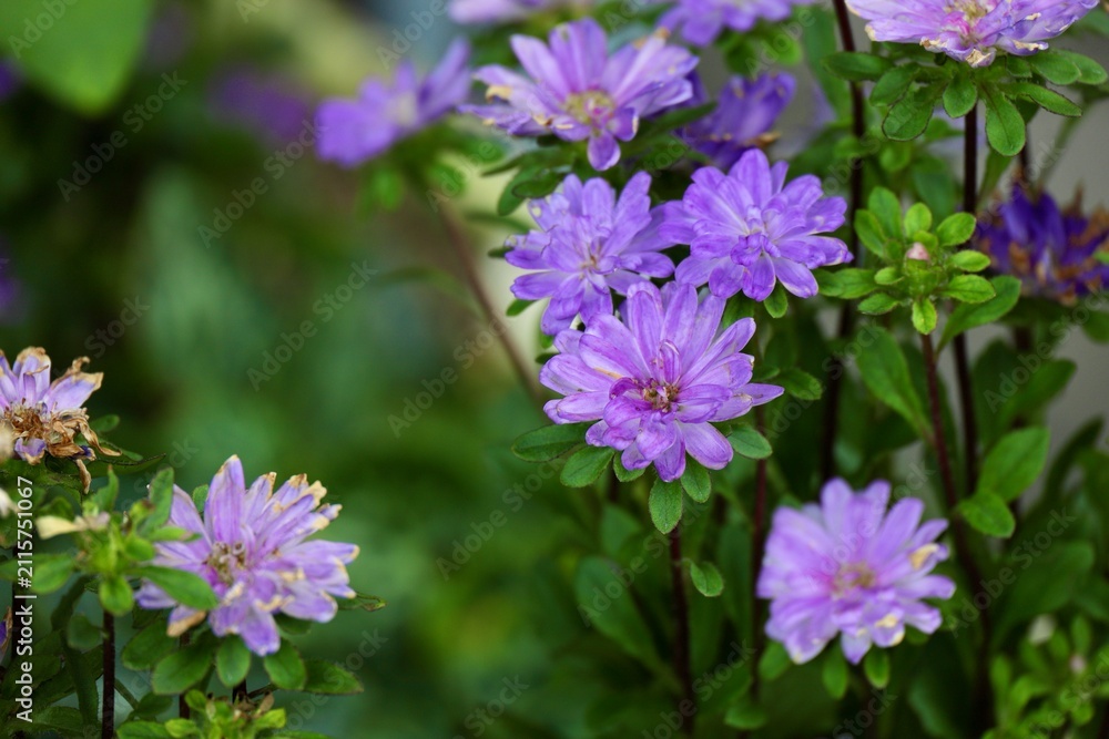 Obraz premium 夏に咲く紫の菊