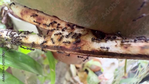 Swarm of Black Ants Crawling on Rusty Pipe Under Clay Pot, A macro view of a large, busy colony of black ants swarming and crawling rapidly along a rusty metal pipe situated beneath a terracotta plant