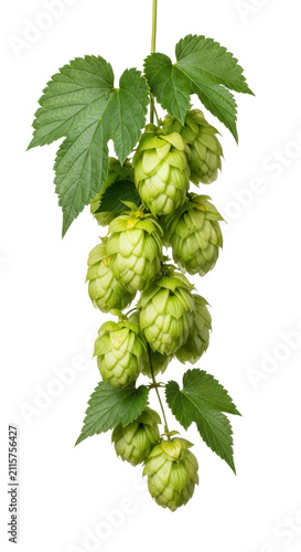 Lush green hop vine with vibrant, dewy hop cones and serrated leaves, perfectly isolated against a transparent studio background with copy space, concept of premium brewing ingredients