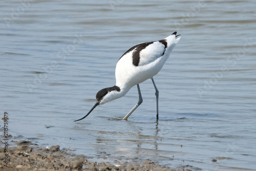 Obraz na płótnie Pied Avocet bird walking in the river, side view profile of an elegant black and