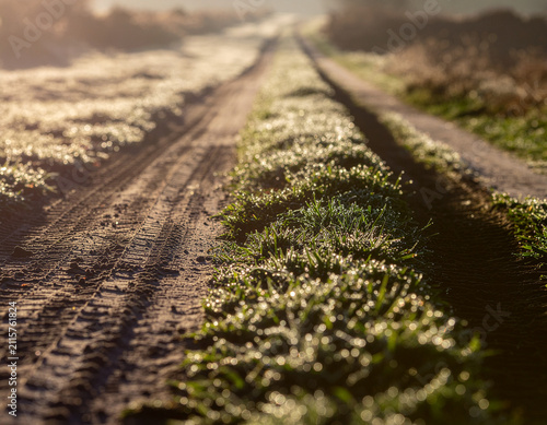 Fresh bicycle tire marks cut through sparkling dew-covered grass at sunrise