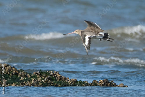 Quadro su tela Bar-tailed godwit, Limosa lapponica, shorebird in flight over the sea coastal wa