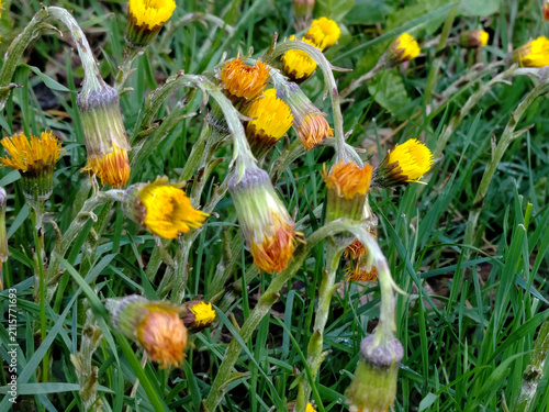 Foto Tussilago farfara or coltsfoot plant with flower and buds image