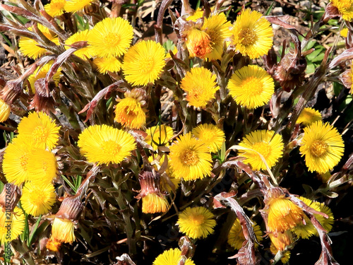Foto Tussilago farfara or coltsfoot plant with flower and buds image