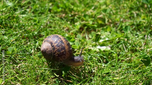Snail crawls slowly across vibrant green grass under bright sunlight. Snail shell has brown and tan spiral patterns. Grass blades glisten in natural daylight