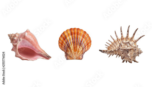 Obraz na płótnie Three Different Decorative Sea Shells Collection