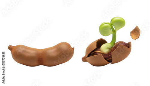 Fresh Tamarind Fruit with a Sprouting Seed Growing Plant