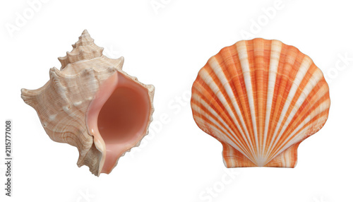 Two Beautiful Marine Seashells on a White Surface