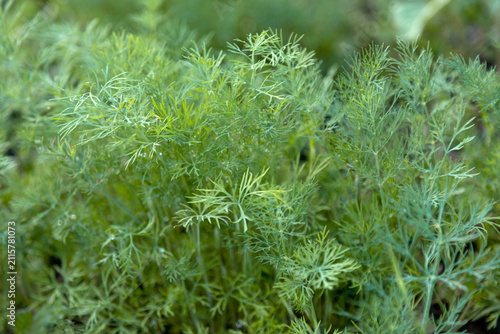 Fresh Green Dill Growing in an Organic Vegetable Garden