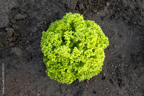 Crisp Green Lettuce Growing Outdoors