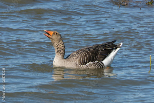 Принти на полотні Greylag goose (Anser anser) swimming in the water with open beak