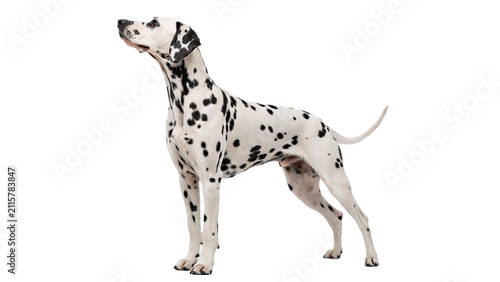Obraz na plátne Adult dalmatian dog with black spots standing in profile isolated on transparent