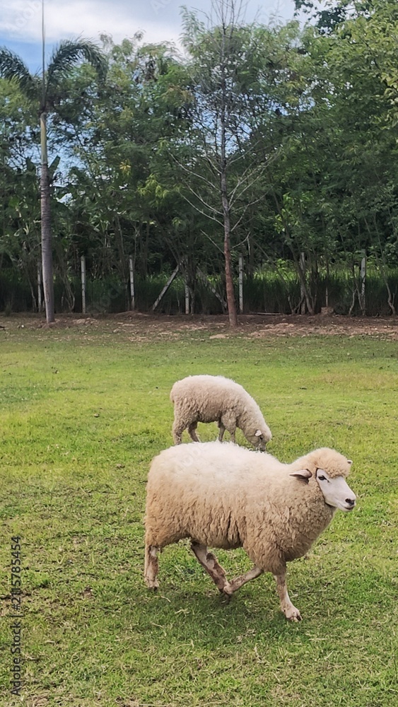 Naklejka premium Sheep 