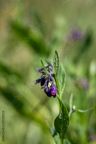 Symphytum officinale (Common Comfrey), Comfrey on a sunny meadow