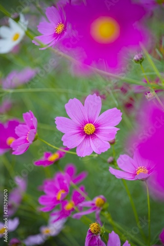 コスモスの花