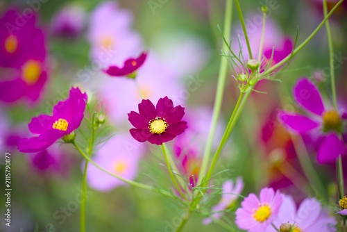 コスモスの花