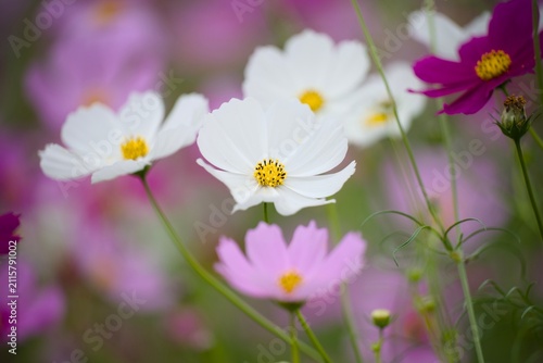 コスモスの花
