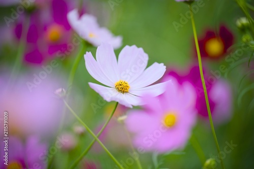 コスモスの花