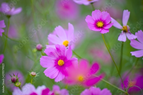 コスモスの花
