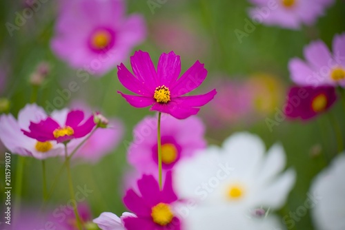 コスモスの花