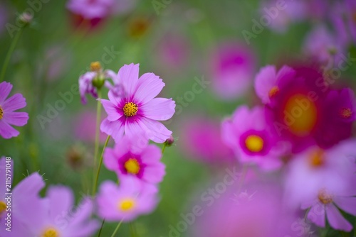 コスモスの花