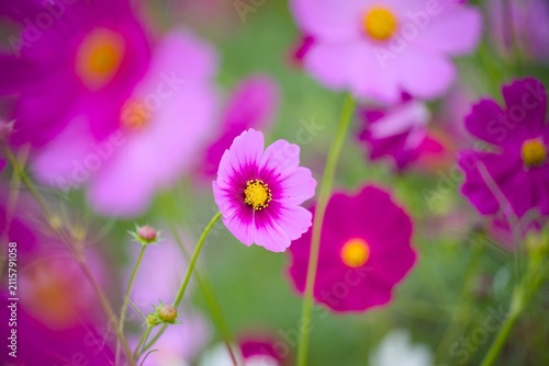 コスモスの花