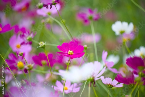 コスモスの花