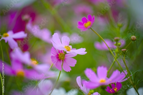 コスモスの花