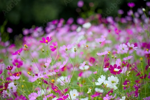 コスモスの花