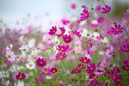コスモスの花