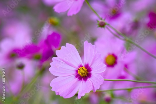 コスモスの花