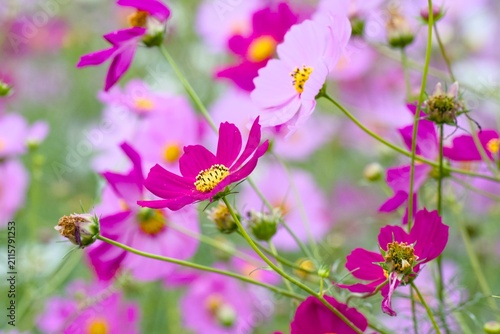 コスモスの花
