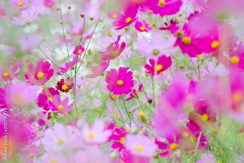 コスモスの花