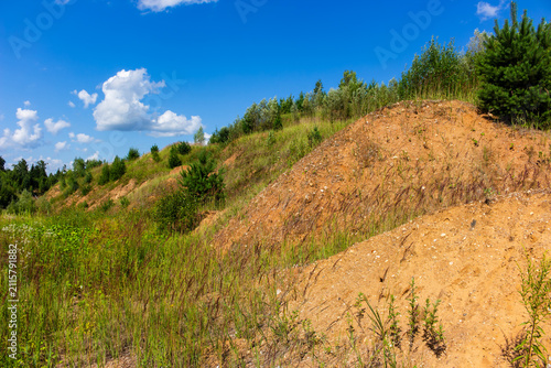 Cuadro en lienzo Vibrant sandy hillside with patches of wild green grass and young evergreen pine