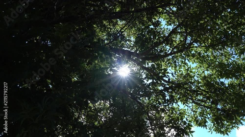 Rayos de sol filtrándose entre las ramas y hojas de un árbol, creando destellos de luz natural en un entorno frondoso.