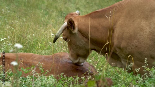 Detalle de una vaca lamiendo el lomo de otra vaca tumbada en un prado de Galicia, en una escena rural tranquila y natural.