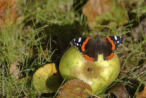 Red admiral (Vanessa atalanta), butterfly sitting with open wings on an apple and sucking juice, fallen fruit, North Rhine-Westphalia, Germany
