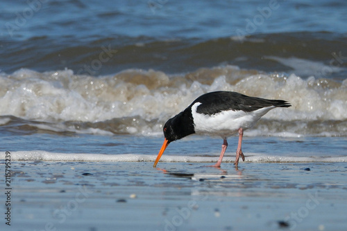 Eurasian oystercatcher foraging for food on the sandy beach shoreline with ocean waves background