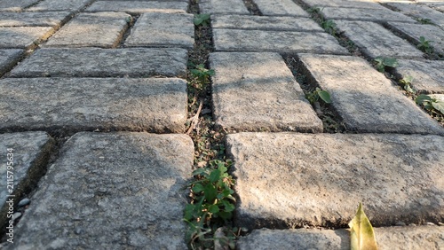 Concrete Paver Surface with Green Growth